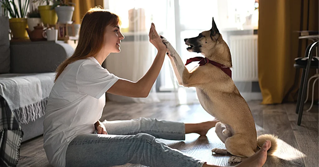 The Ultimate Guide to Essential Services for Responsible Dog Owners